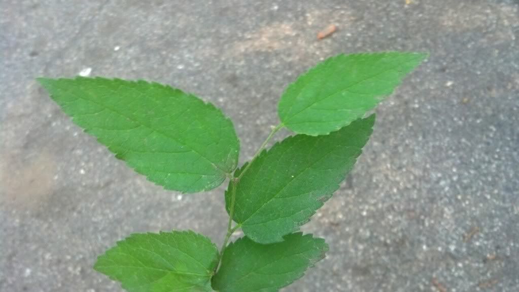  photo IMG_20140611_174719_zps5b08d1e3.jpg